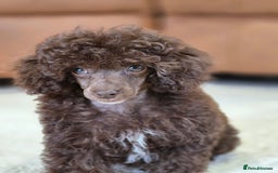 Toy Poodle dogs for sale: Gorgeous Tiny Toy Poodle Pups  - Image 16