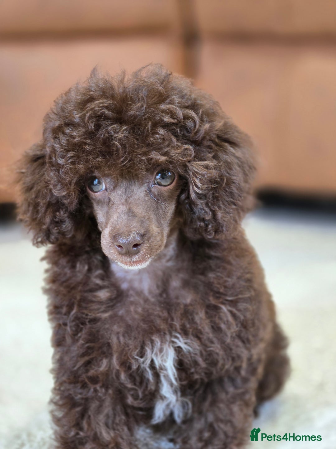 Toy Poodle dogs for sale: Gorgeous Tiny Toy Poodle Pups  - Image 16