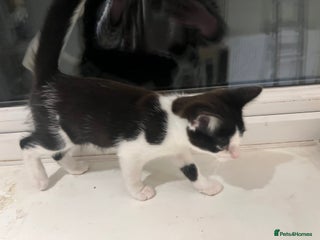 Rex rabbits - Advert 21