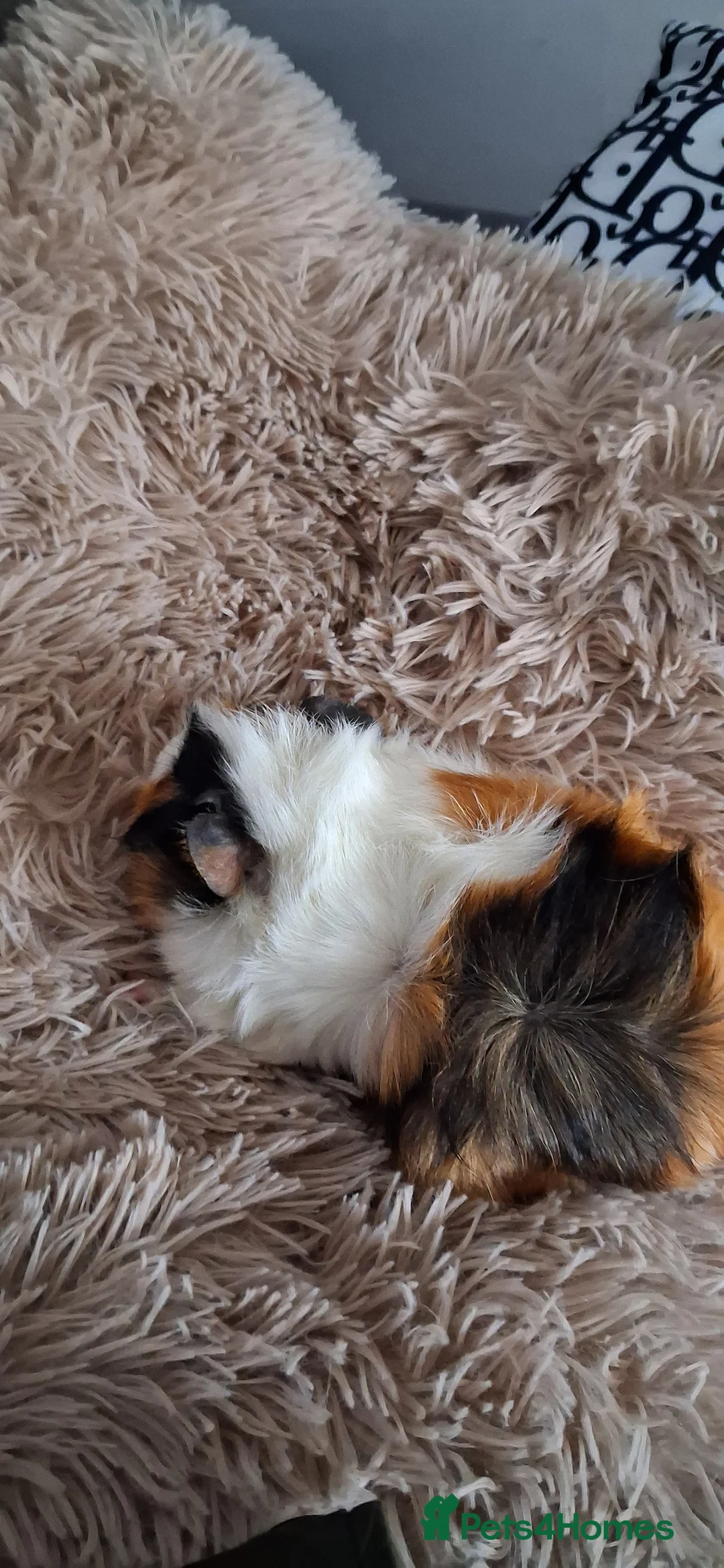 Guinea Pig rodents for sale: Baby boy guinea pigs - Advert 11