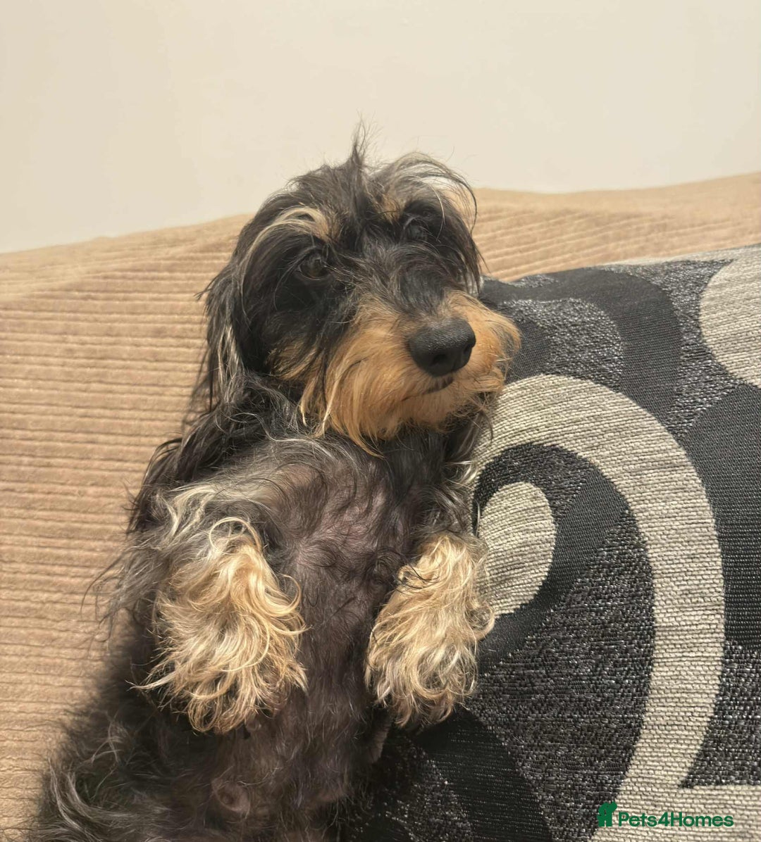 Miniature Dachshund dogs for sale: Wire haired puppies! Boys and girls - Advert 9