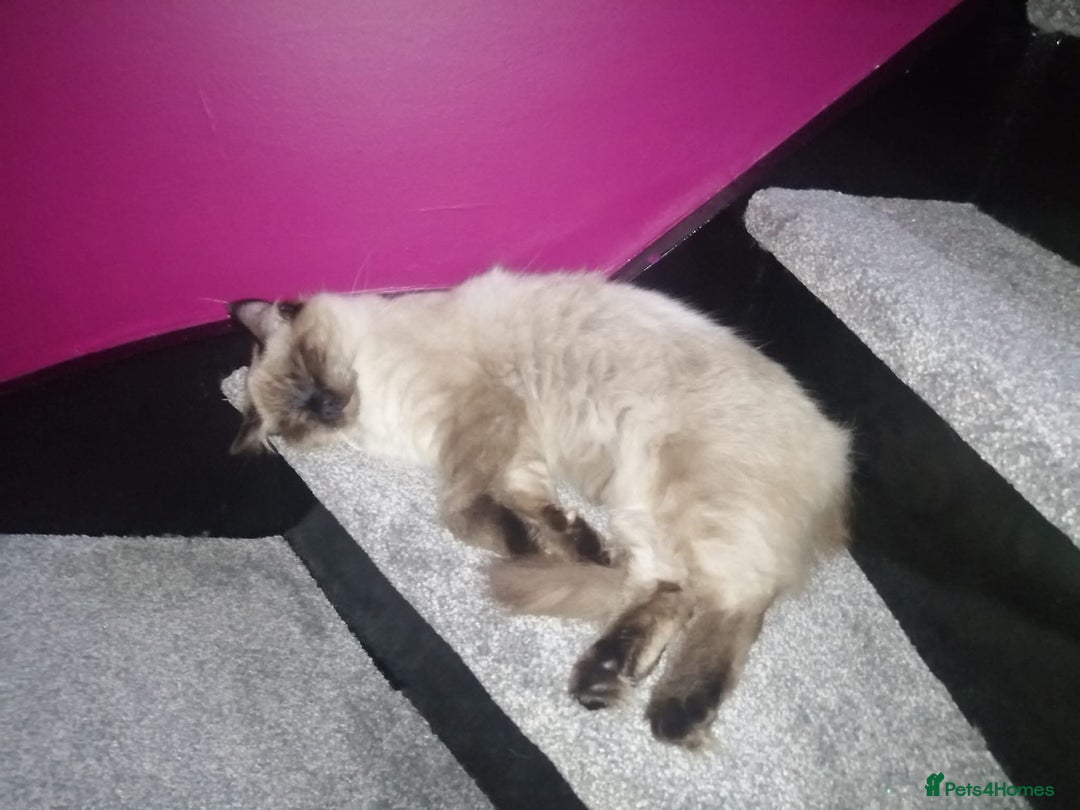 Ragdoll cats for sale: Male ragdoll adult - Image 2