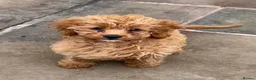 Cavapoo dogs for sale: Two lovely Cavapoo boys - Advert 5