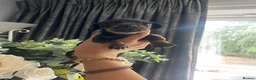 Dachshund dogs for sale: 3 dachshund puppies  - Advert 10
