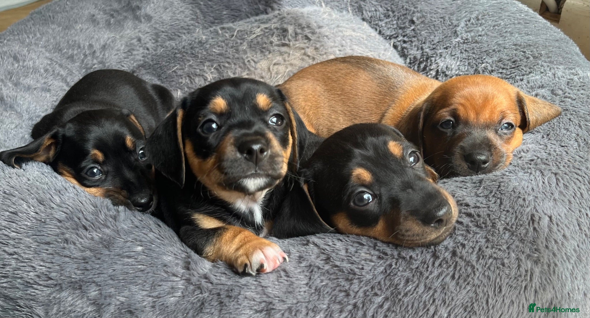 Mixed Breed dogs Miniature Dachshund cross puppies  - Advert 13