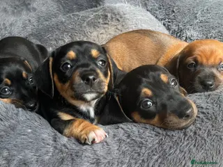 Mixed Breed dogs Miniature Dachshund cross puppies - Advert 4