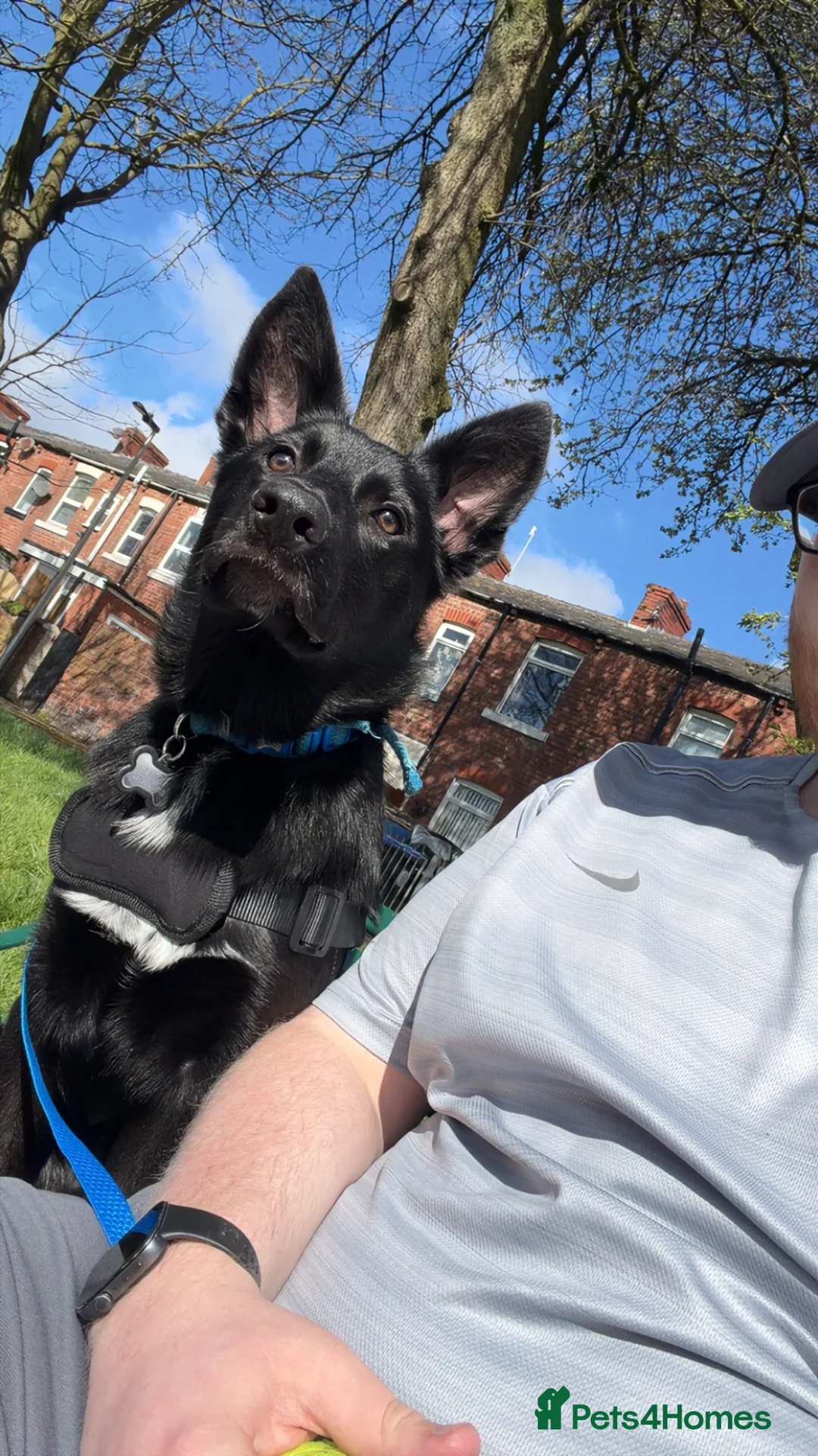 Mixed Breed dogs for sale: 6 Month Old Shollie Hank in Blackpool - Advert 2