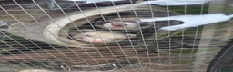 Ferret rodents for sale: Two male ferrets for adoption in Newbury - Advert 4