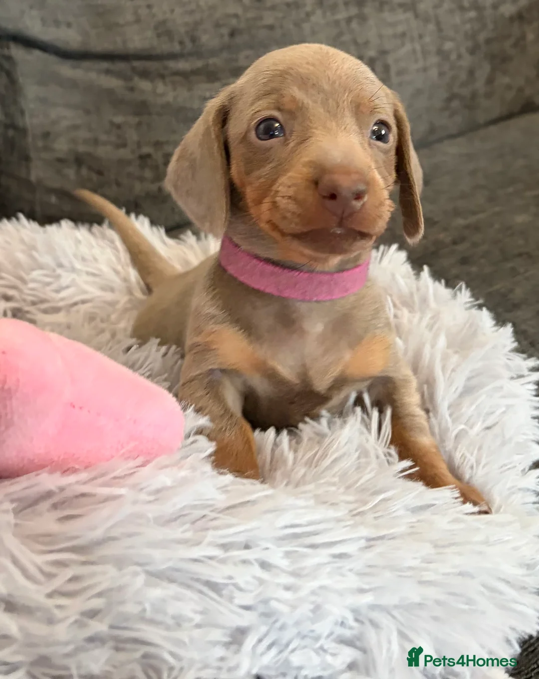 Miniature Dachshund dogs for sale: KC registered miniature dachshund pups smooth coat - Advert 16