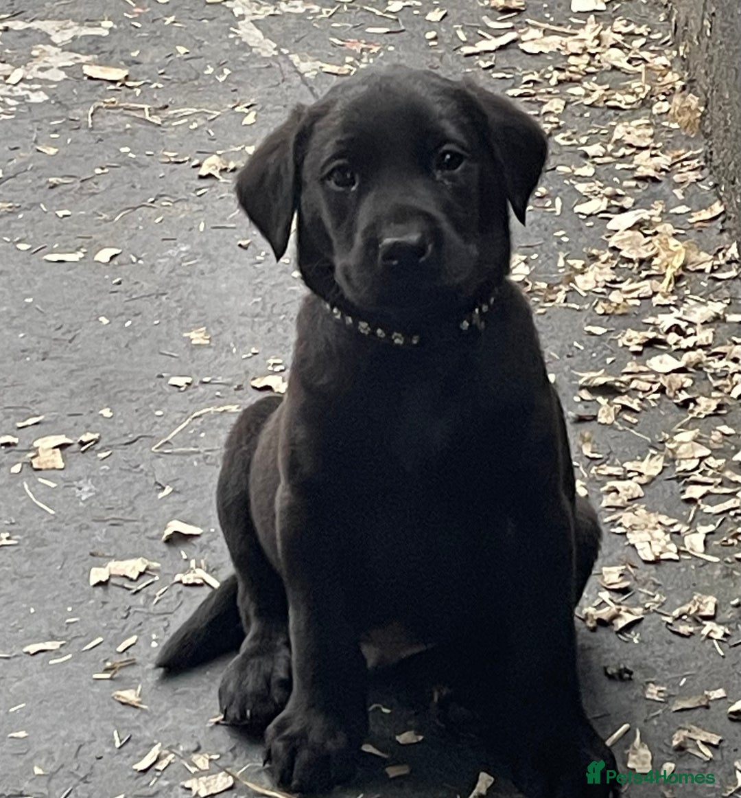 Labrador Retriever dogs for sale: Quality Pups from Fully Health Tested Parents - Advert 6