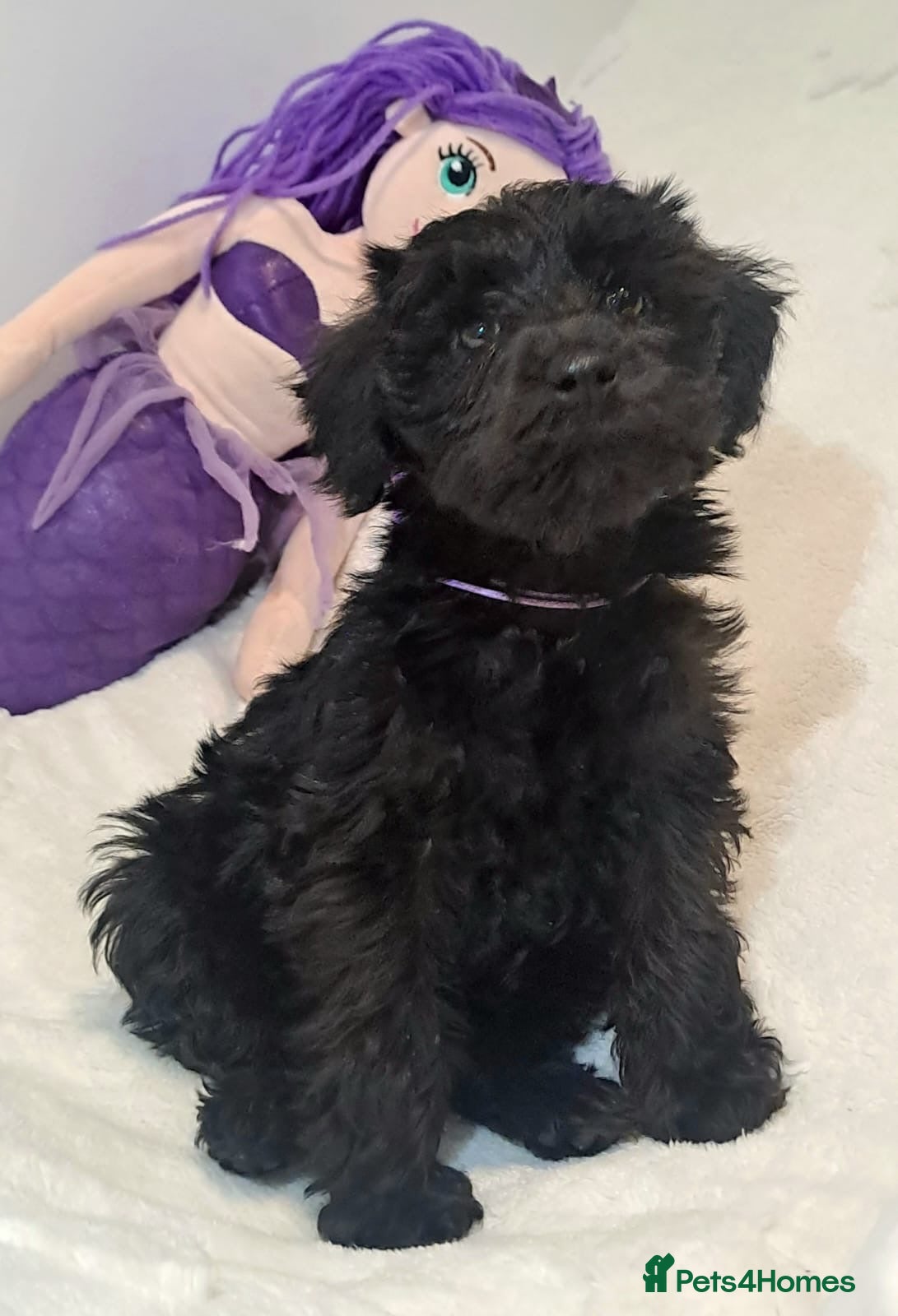 Schnoodle dogs ***READY NOW***Schnoodle pups for sale.  - Advert 2