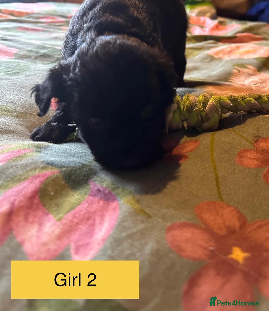 Mixed Breed dogs for sale: Airedale X Cockapoo  - Advert 14