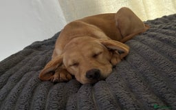 Labrador Retriever dogs for sale: Koda and Meave  - Image 3