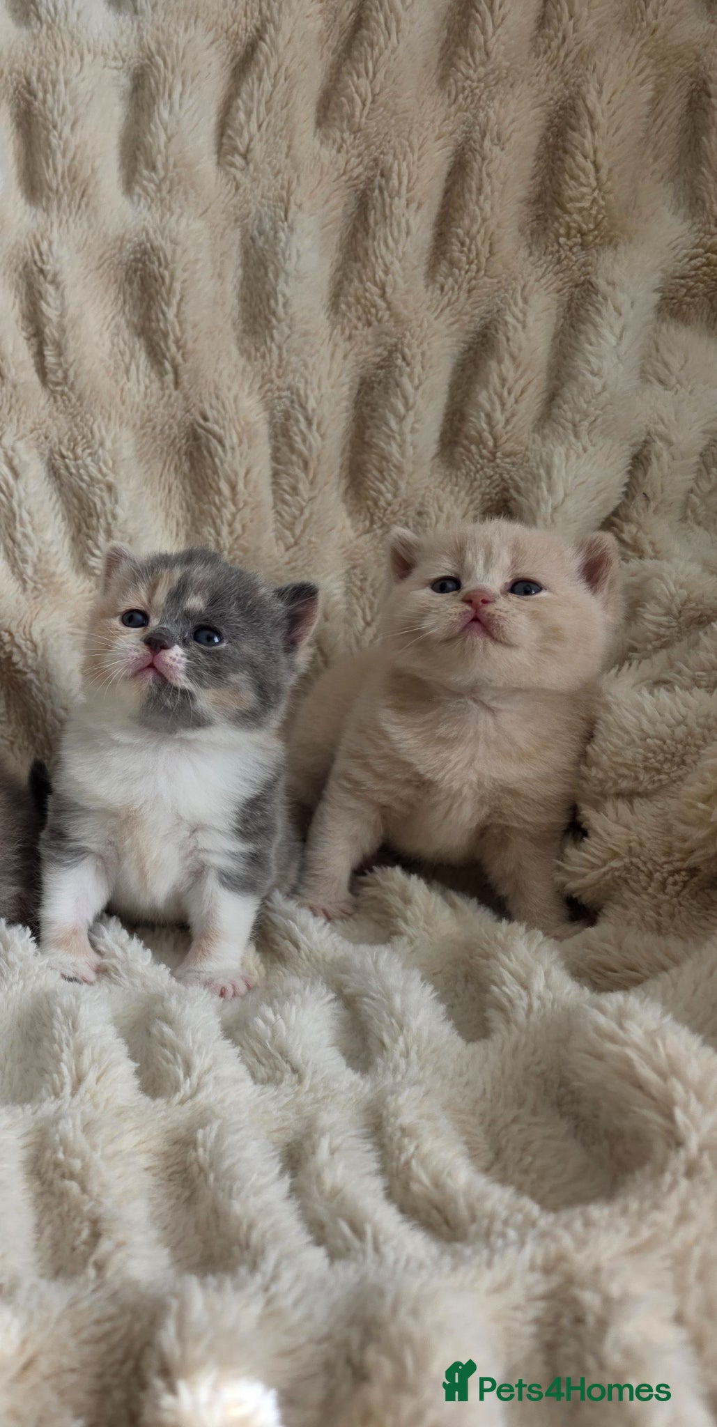 British Shorthair cats for sale: Outstanding quality British shorthair kittens  - Advert 12