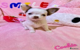 Chihuahua dogs for sale: 🔥 Adorable long-haired Chihuahua puppies for sale - Image 5