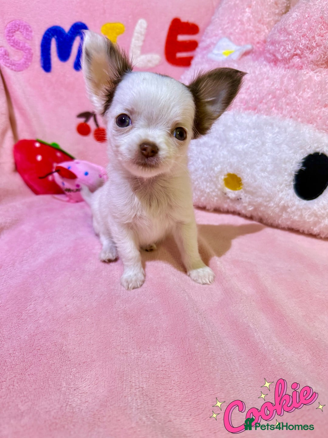 Chihuahua dogs for sale: 🔥 Adorable long-haired Chihuahua puppies for sale - Image 5