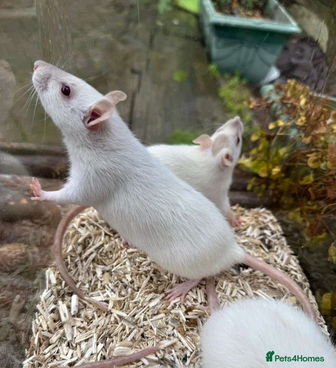 Rat rodents for sale: Gorgeous baby rats dwarf and full size Sheffield - Advert 12