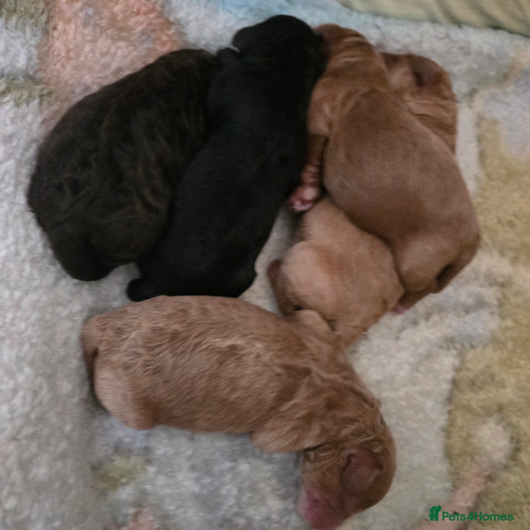 Cavapoo dogs for sale: Teddy bear cavapoo  - Advert 35