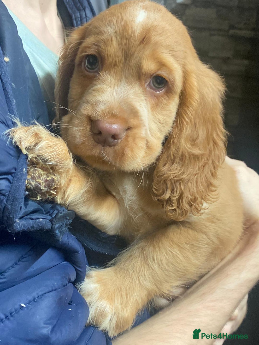 Cocker Spaniel dogs for sale: Stunning cocker spaniel puppies 2 boys left  - Advert 12