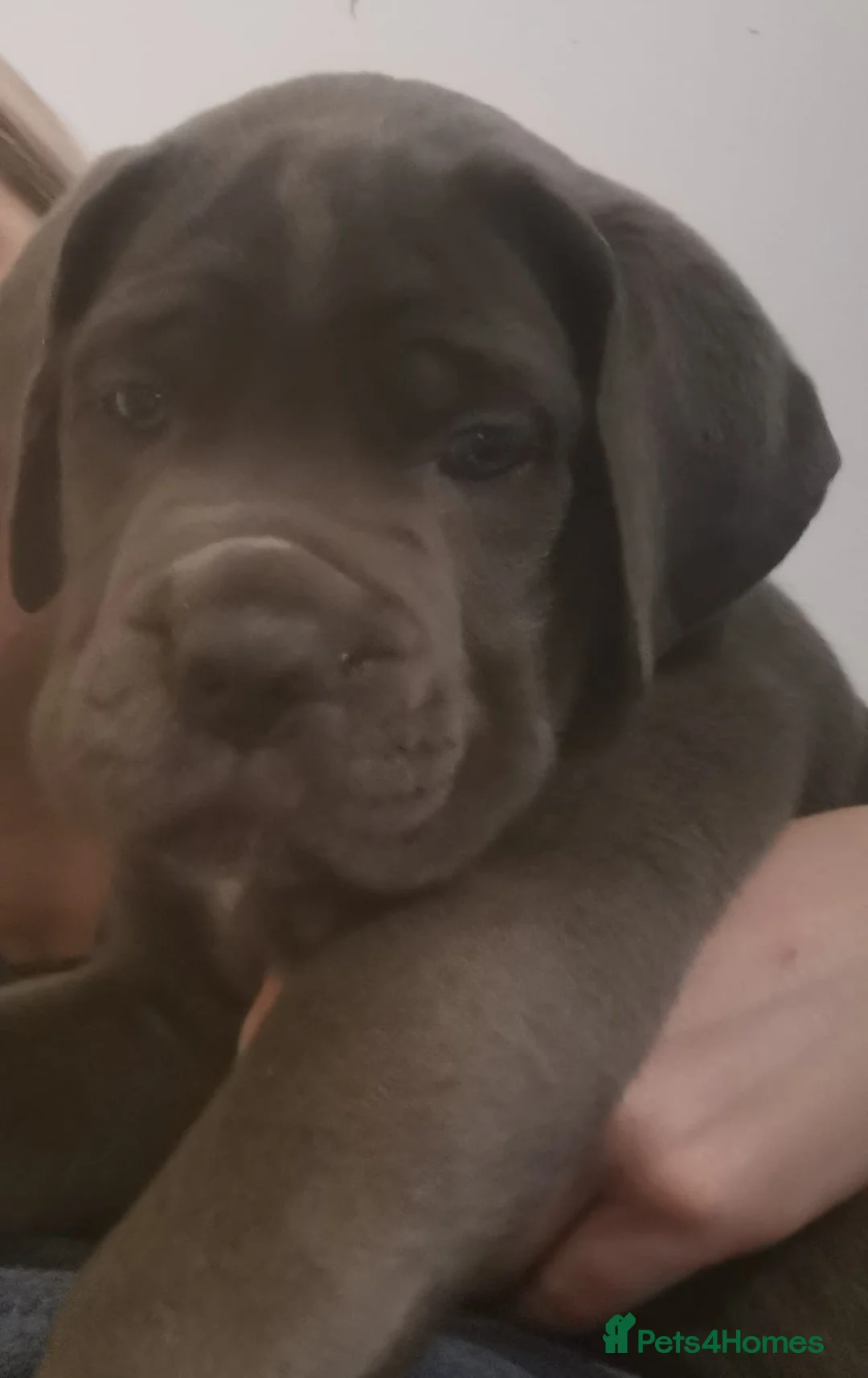 Cane Corso dogs for sale: Cane Corso  - Advert 17