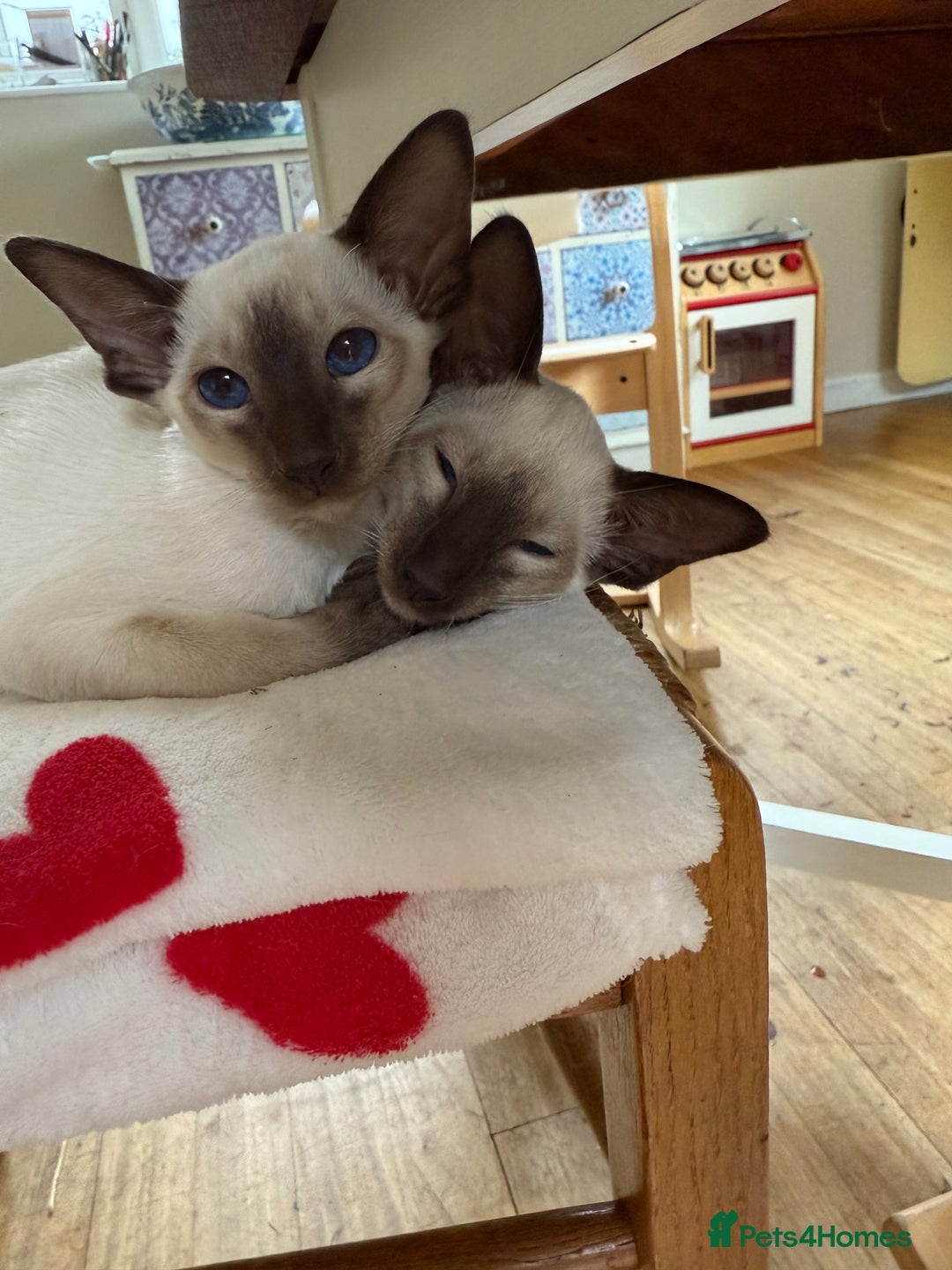 Siamese cats for sale: Female Siamese  - Image 9
