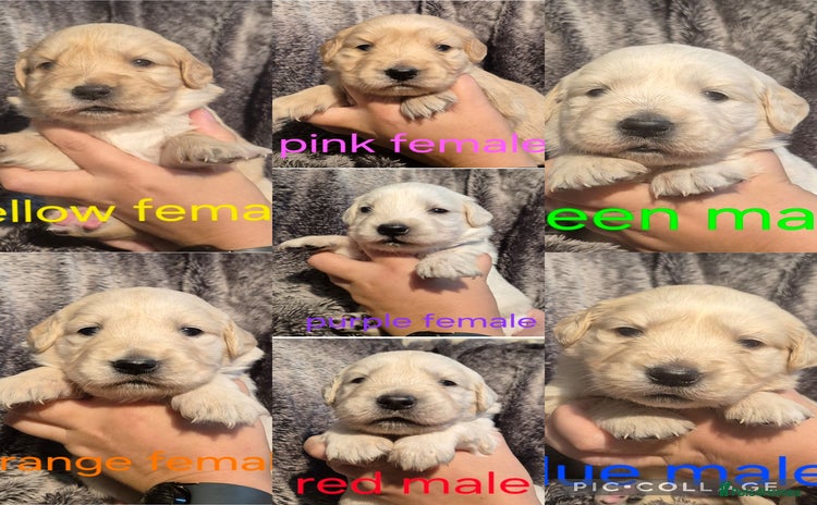 Golden Retriever dogs - Advert 2