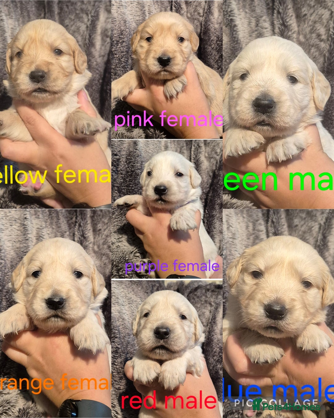 Golden Retriever dogs for sale: 7 Gorgeous golden retrievers puppies - Image 13