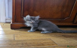 Maine Coon cats for sale: Pedigree XL Mainecoon kittens - Image 22
