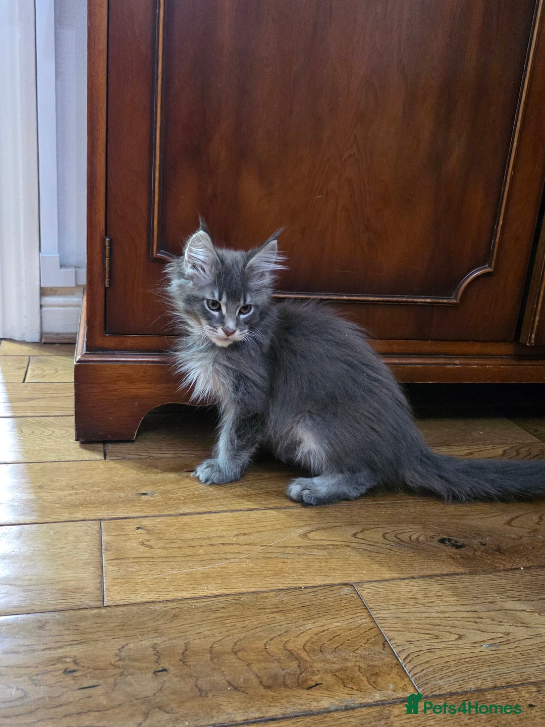 Maine Coon cats for sale: Pedigree XL Mainecoon kittens - Image 22