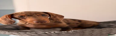 Miniature Dachshund 3