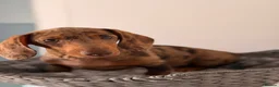 Miniature Dachshund dogs for sale: Beautiful litter of 5 Dachshund puppies  - Advert 4