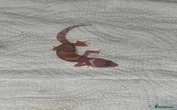 Leopard Gecko reptiles for sale: Tremper albino Tangerine eclipse pos bold stripe  - Image 4