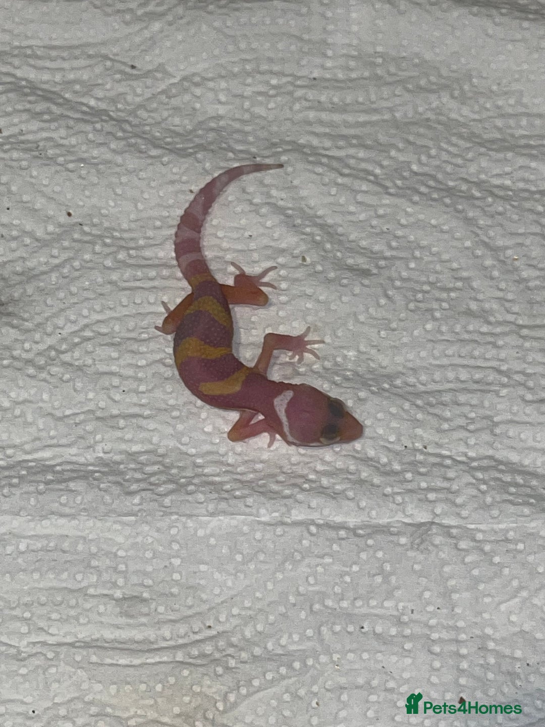 Leopard Gecko reptiles for sale: Tremper albino Tangerine eclipse pos bold stripe  - Image 4