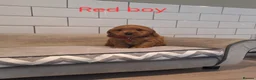 Cockapoo dogs for sale: F1 Cockapoo puppies - Advert 8
