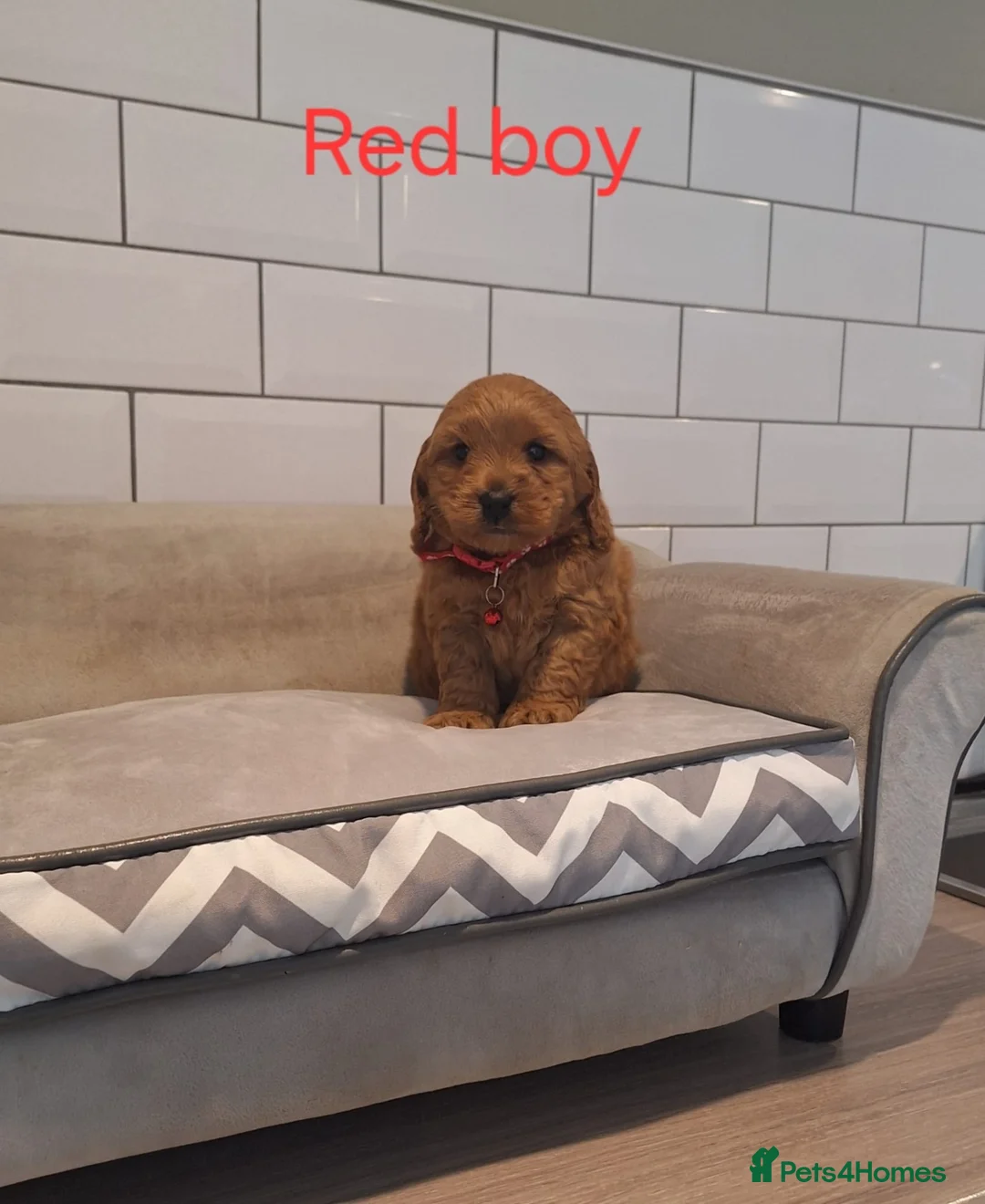 Cockapoo dogs for sale: F1 Cockapoo puppies - Advert 8