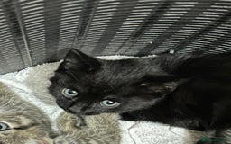 Mixed Breed cats for sale: 3 beautiful kittens looking for new parents. in Birmingham - Image 2