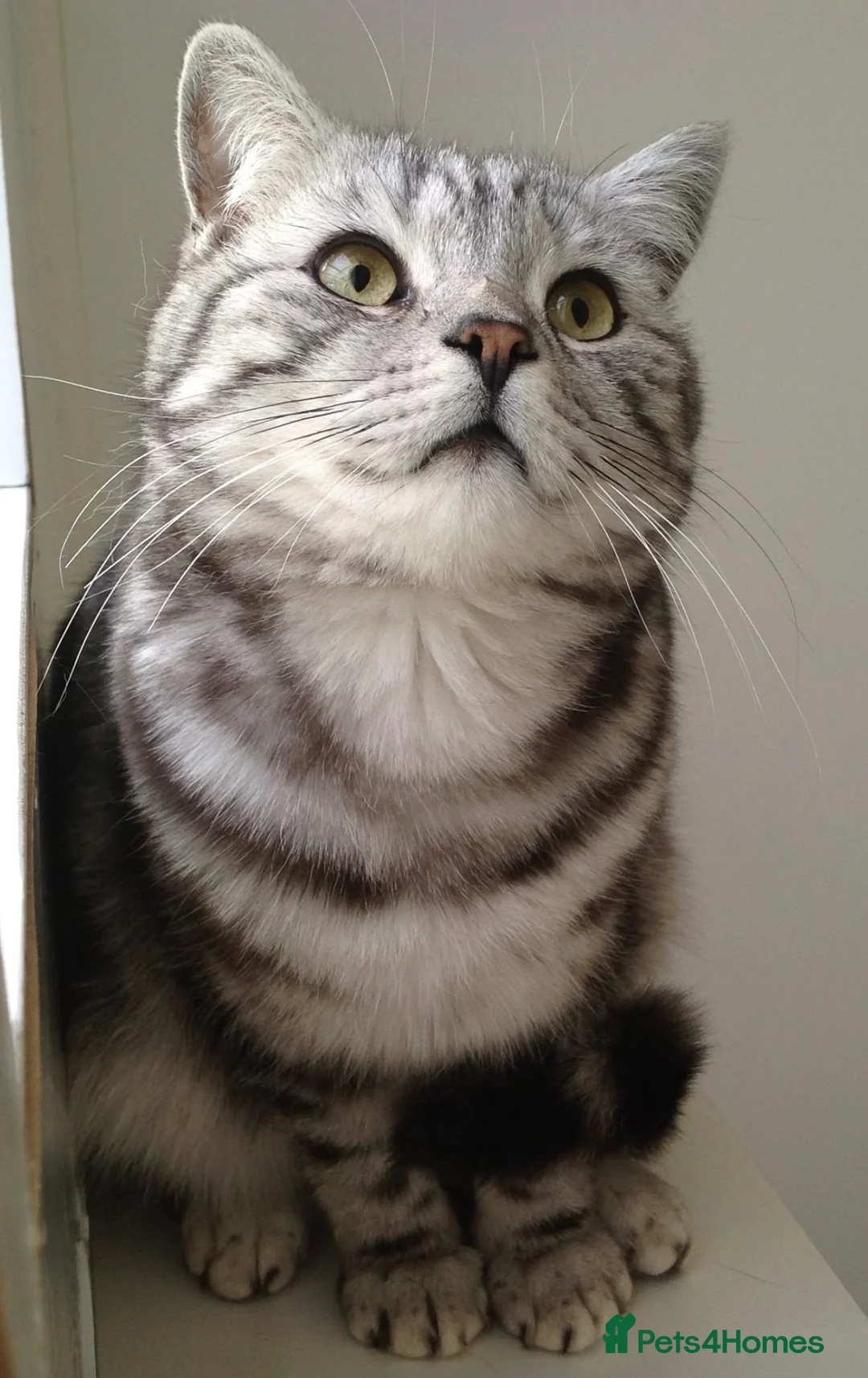 British Shorthair cats for stud: British Shorthair  in Chelmsford - Advert 4