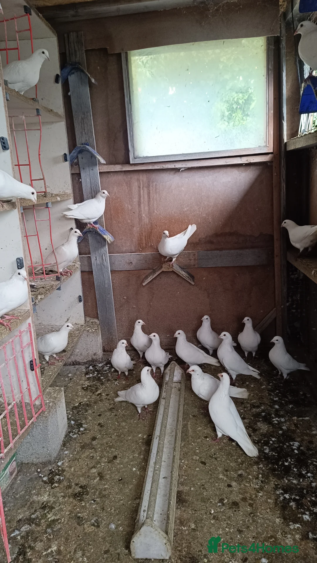 Pigeons birds for sale: White racing pigeons / doves for sale  in Birmingham - Advert 5