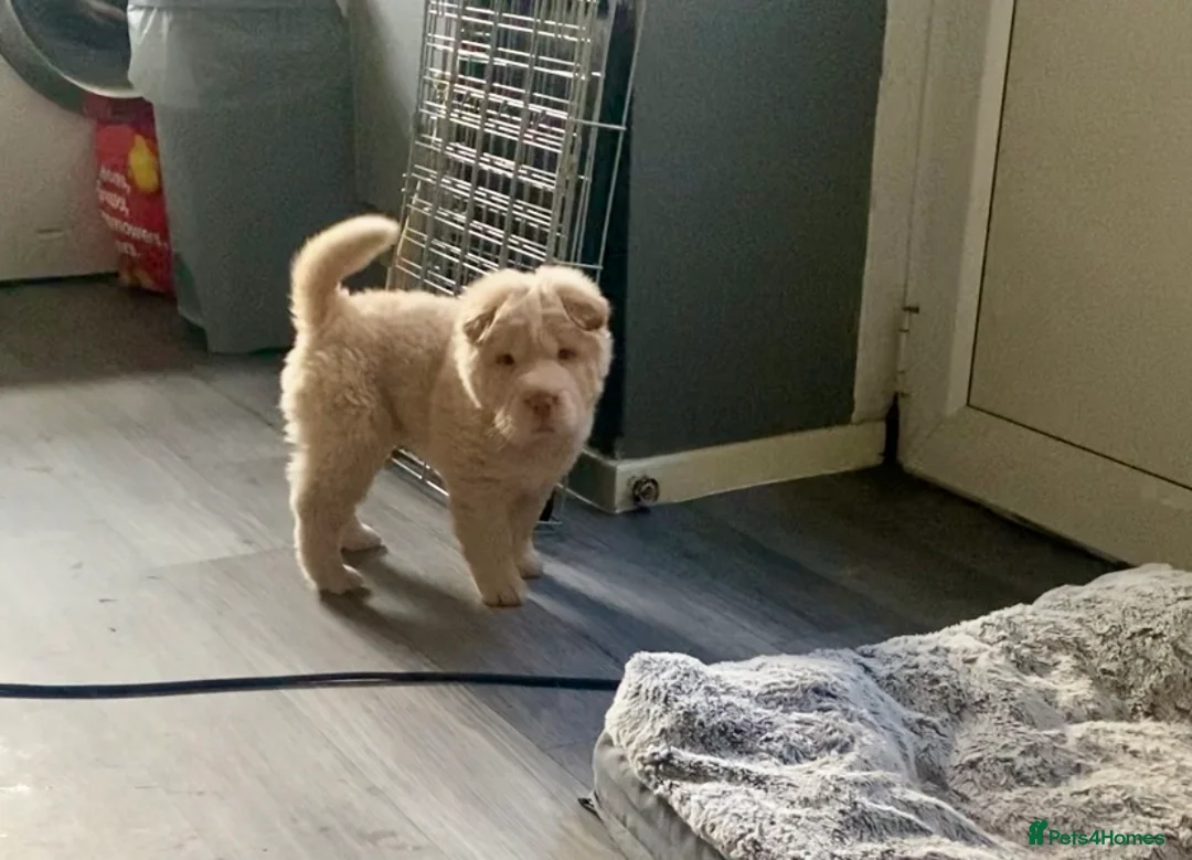 Shar Pei dogs for sale: ✨🐾 Cream Bear Coat Shar Pei Girl Available 🐾✨ - Advert 2