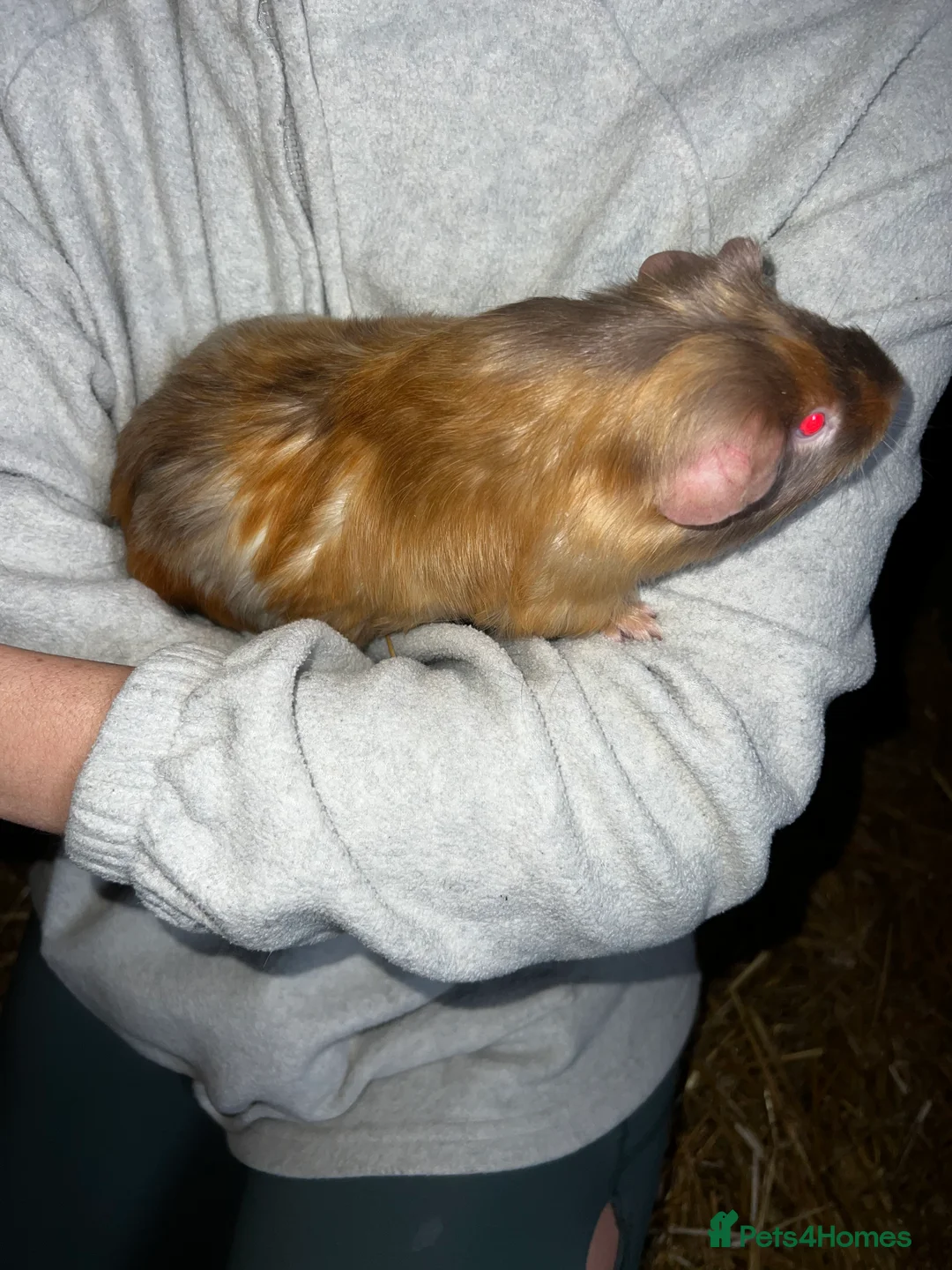 Guinea Pig rodents for sale: Female guinea pig - Advert 7