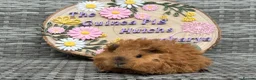 Guinea Pig rodents for sale: Pure bred Lunkarya babies  - Advert 6
