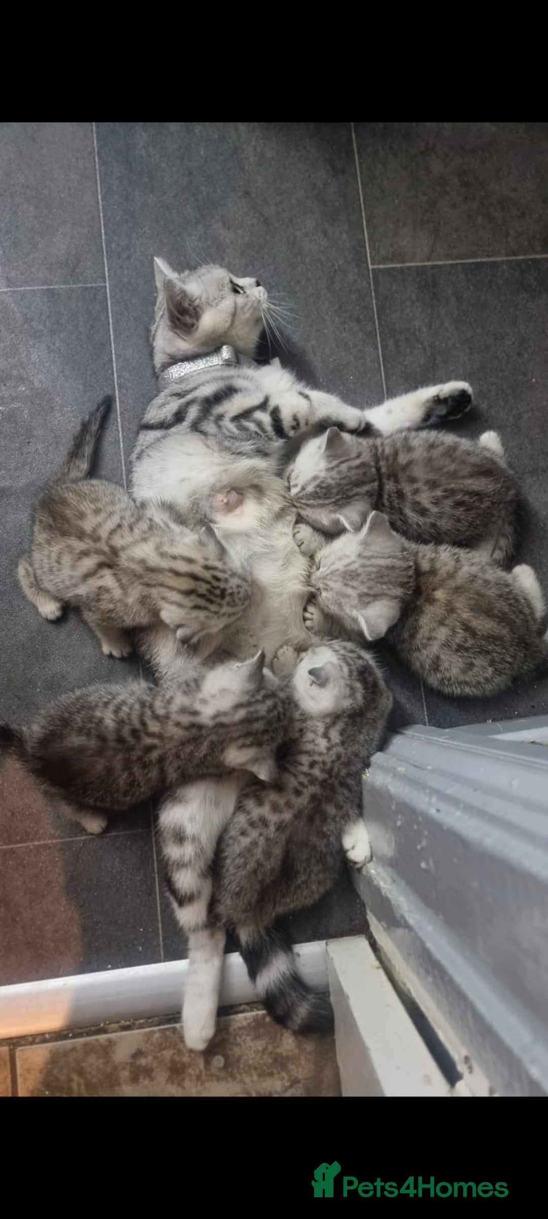 British Shorthair cats for sale: Beautiful BSH X SF || READY NOW ❗️❗️ - Image 7