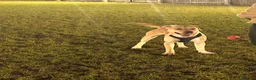 Mixed Breed dogs for sale: Male Labrador/Staffy in Swadlincote - Advert 3