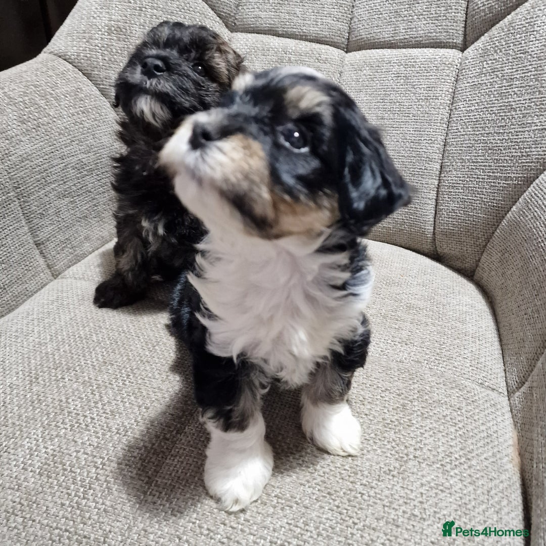 Havanese dogs for sale: Adorable Havanese  - Advert 2