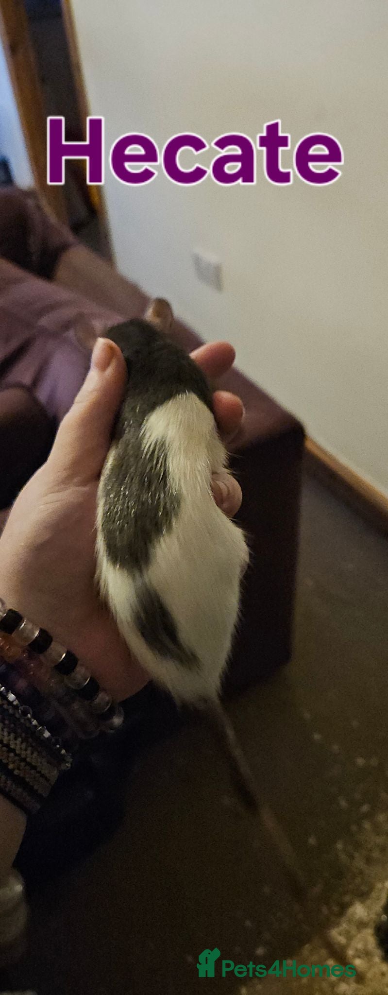 Rat rodents Rats Free to Good Homes! - Advert 1