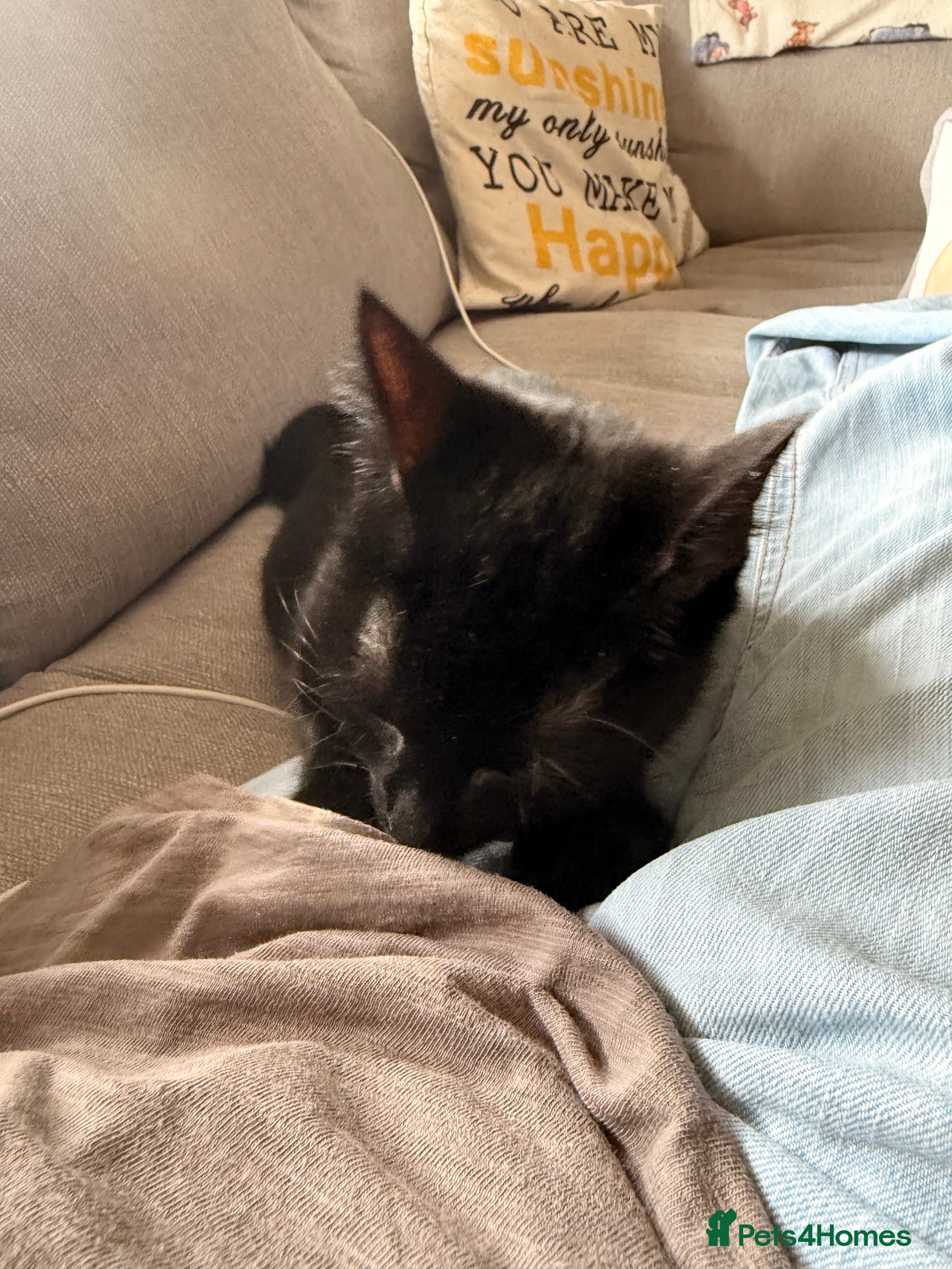 Mixed Breed cats Binx and Luna  - Advert 1