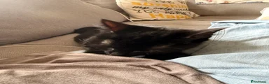 Binx