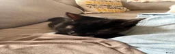 Mixed Breed cats for sale: Binx and Luna  - Advert 2