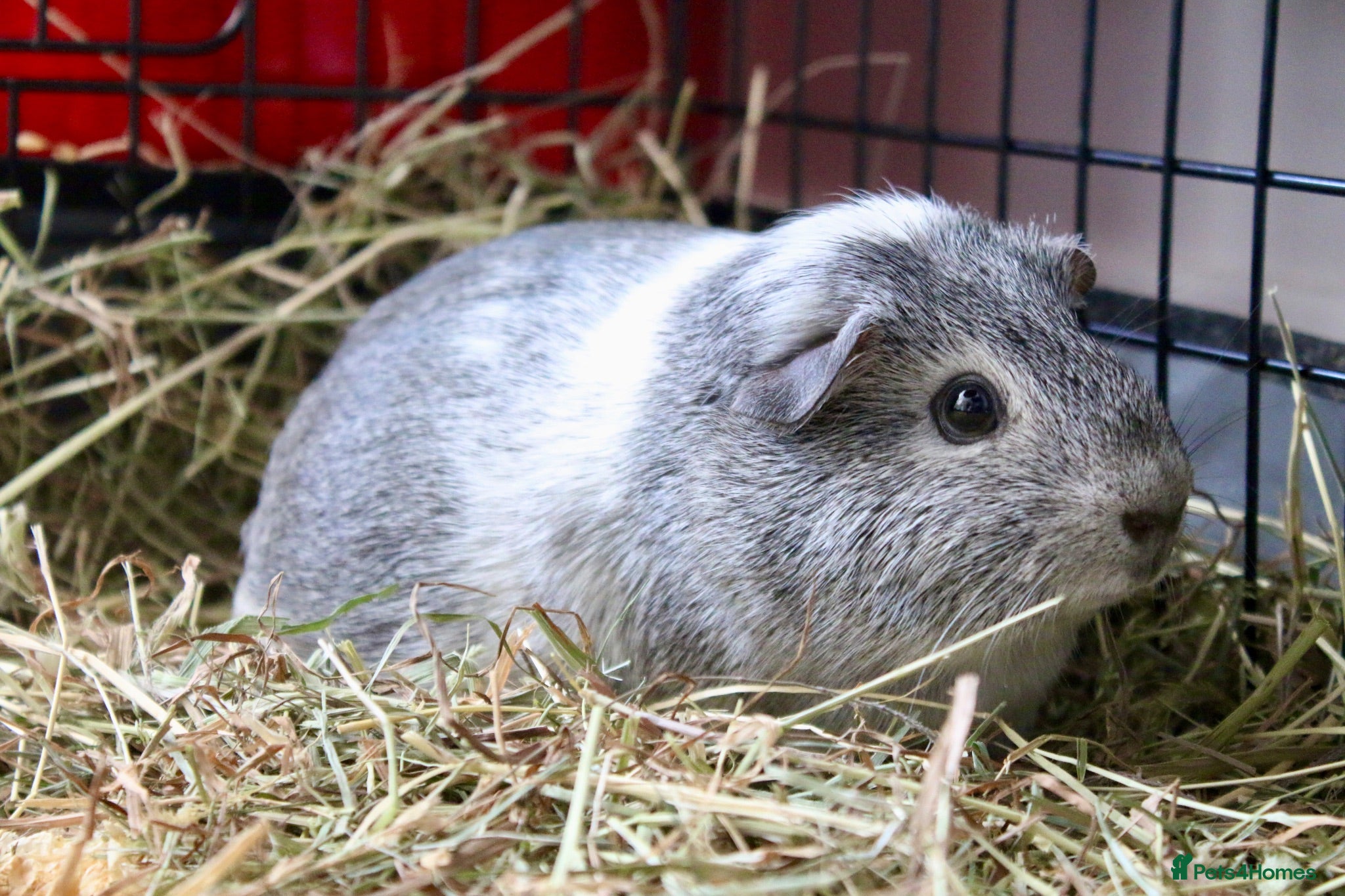 Guinea Pig rodents Litter expected soon - Advert 12