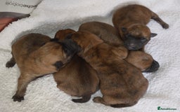 Cairn Terrier dogs for sale: GORGEOUS CAIRN TERRIER PUPPYS - Image 8